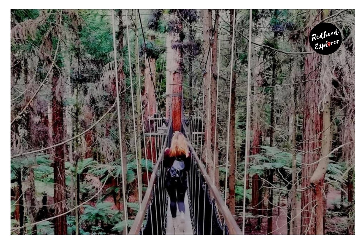 Redhead Explorer Redwoods.jpg